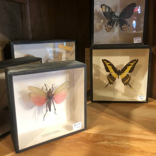 Planche naturaliste d'insectes - La Grange - Le conquet